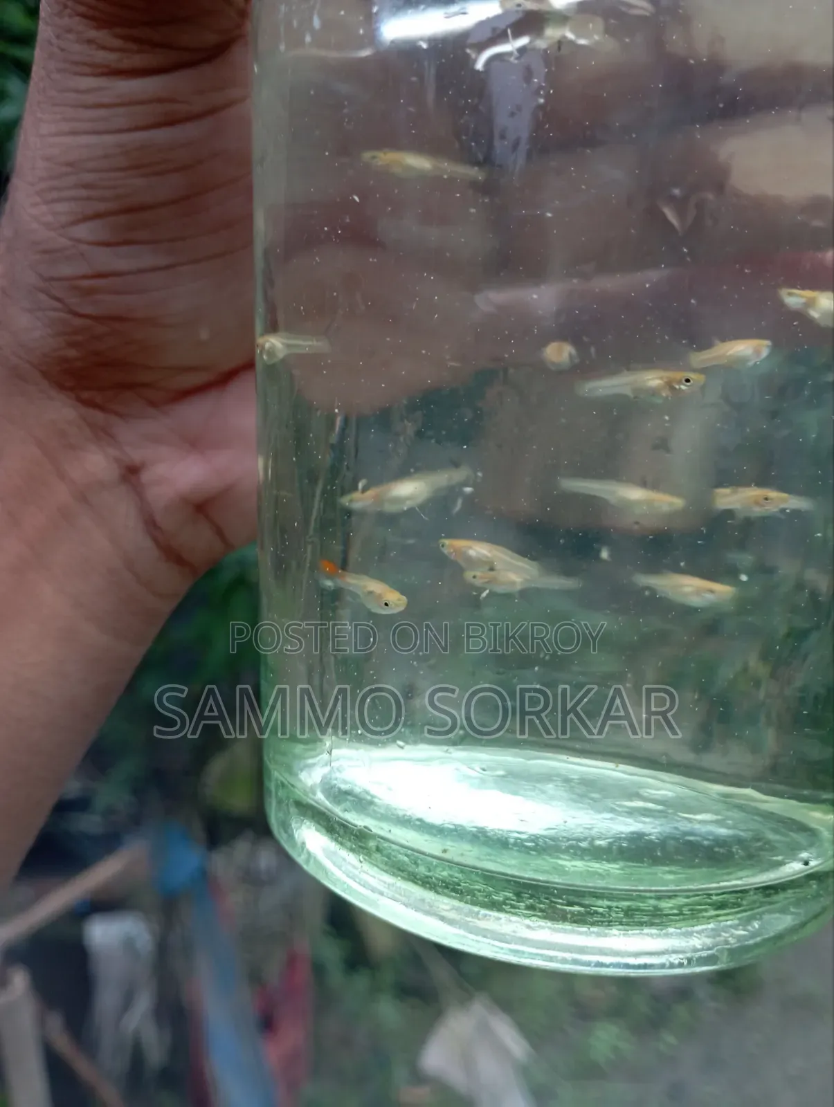 নিউ এডাল্ট গাপ্পি মাছ