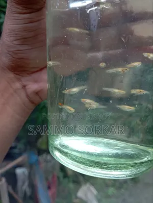 নিউ এডাল্ট গাপ্পি মাছ