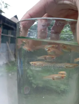 নিউ এডাল্ট গাপ্পি মাছ