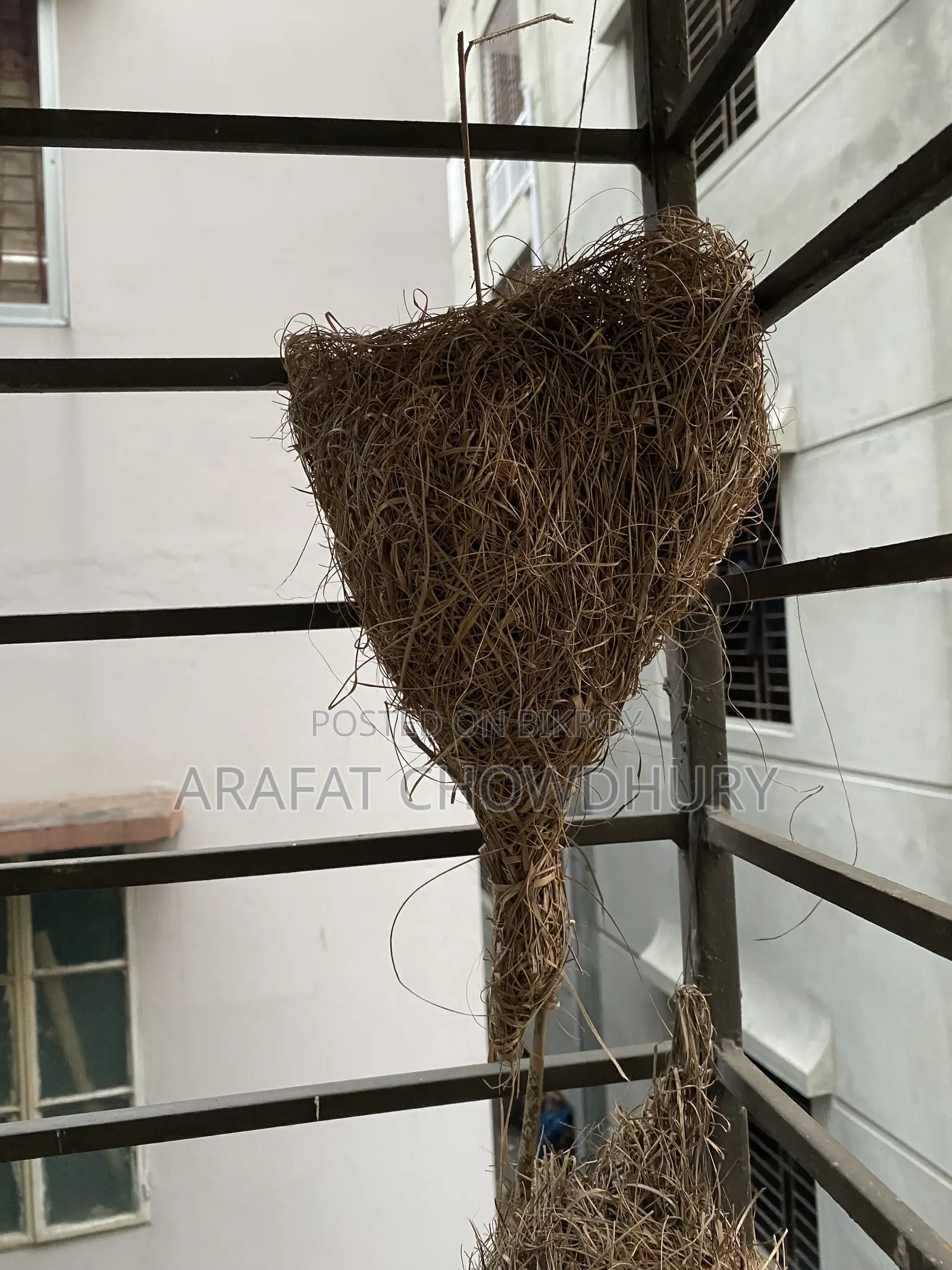 Baya Weaver Bird Nest (Original)