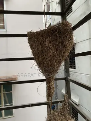 Baya Weaver Bird Nest (Original)