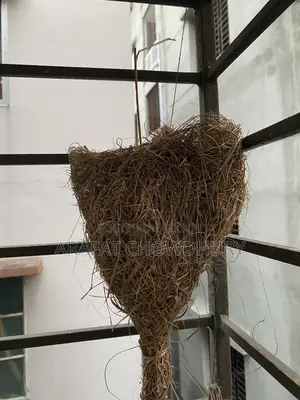 Baya Weaver Bird Nest (Original)