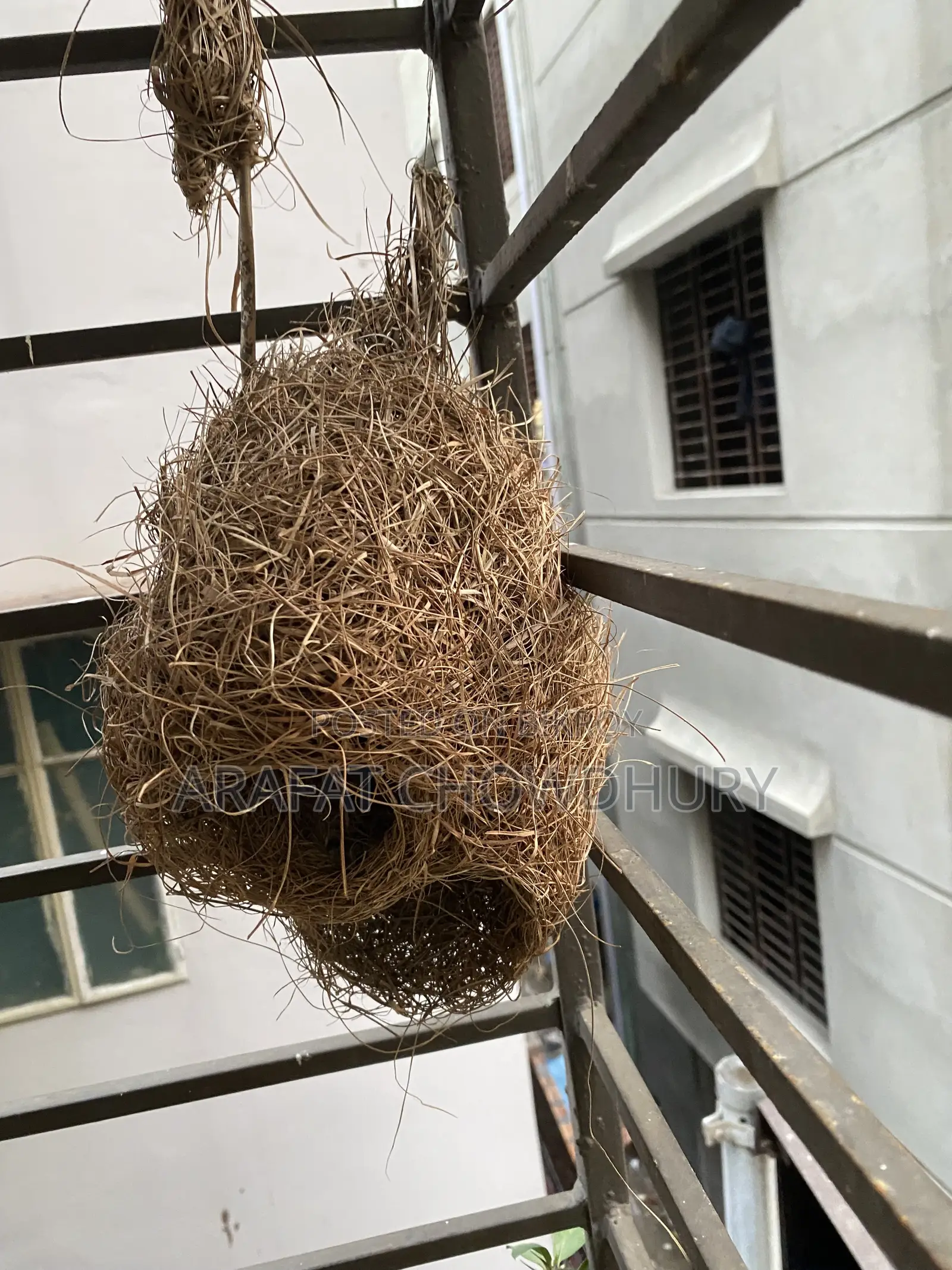 Baya Weaver Bird Nest (Original)