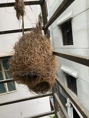 Baya Weaver Bird Nest (Original)