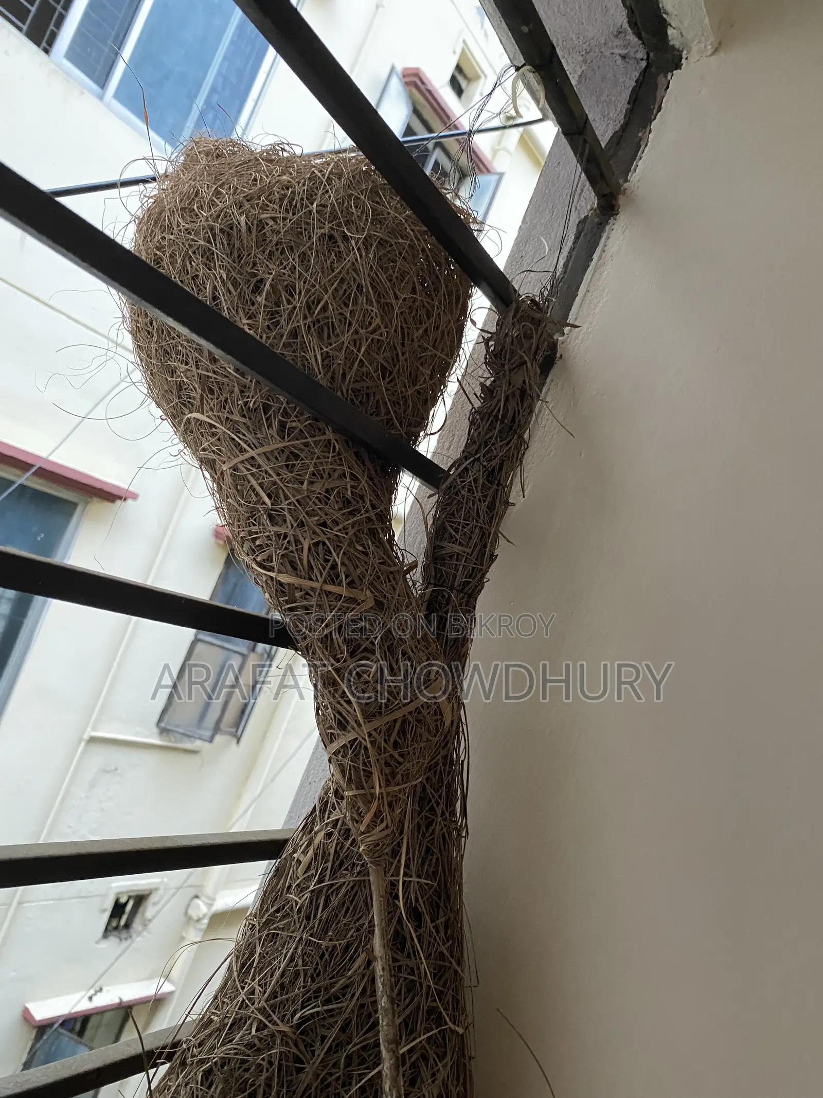 Baya Weaver Bird Nest (Original)