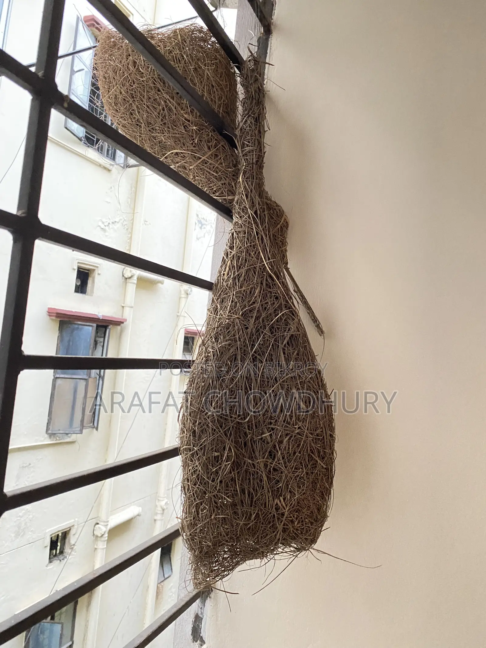 Baya Weaver Bird Nest (Original)