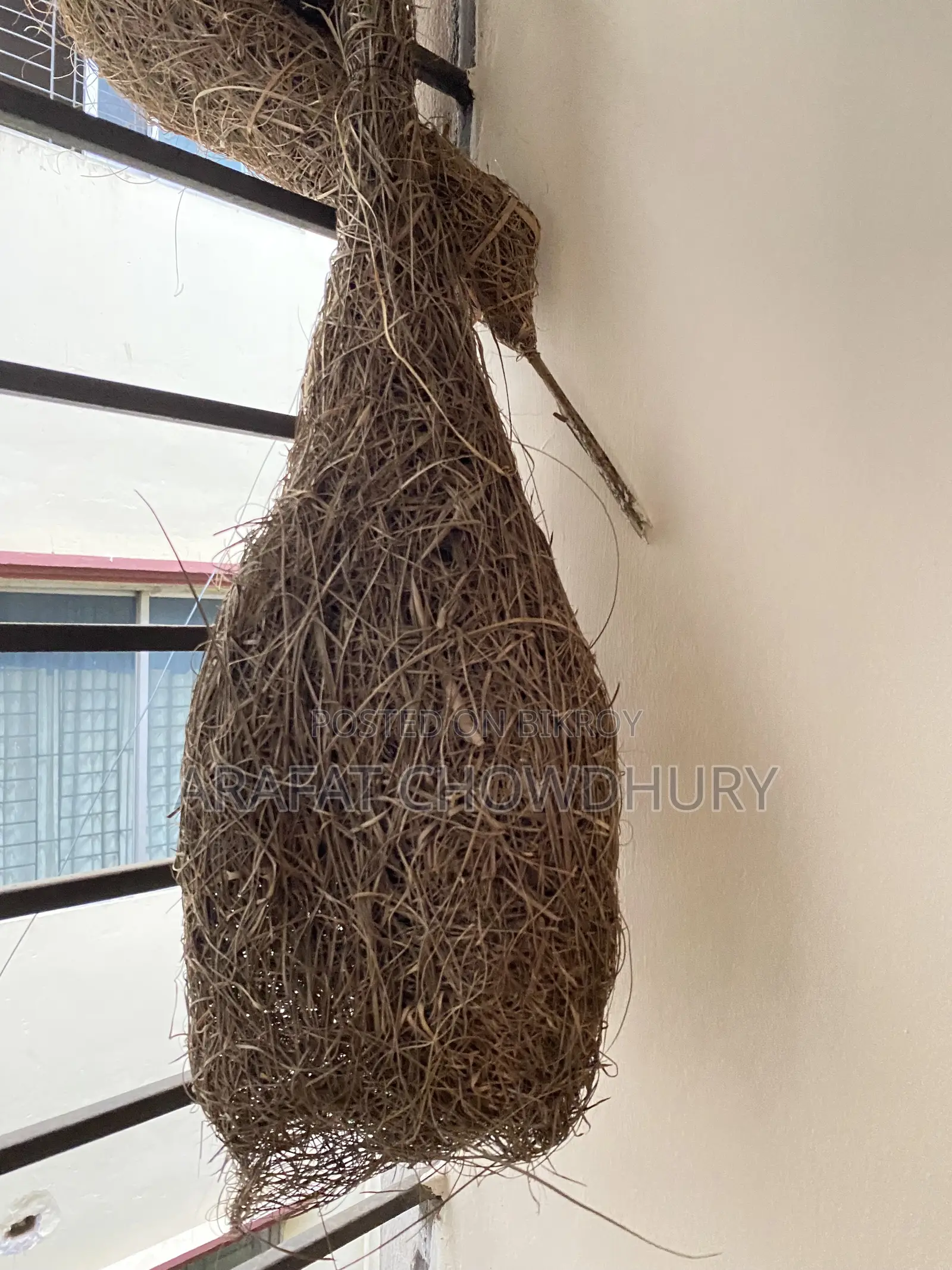 Baya Weaver Bird Nest (Original)