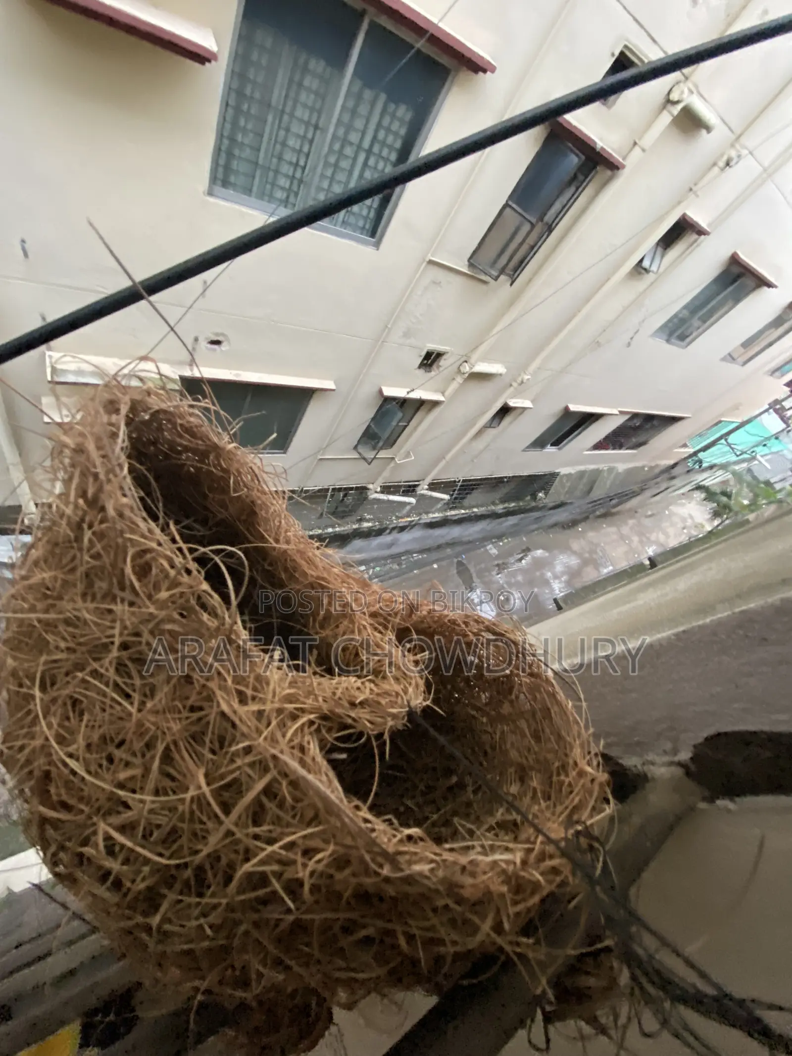 Baya Weaver Bird Nest (Original)