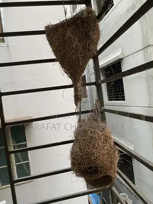 Baya Weaver Bird Nest (Original)
