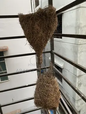 Baya Weaver Bird Nest (Original)