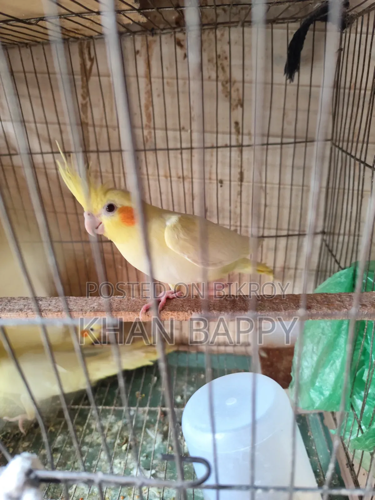 Lutinno Cockatiel