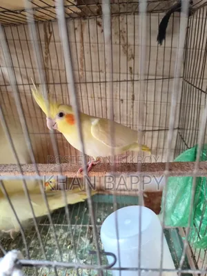 Lutinno Cockatiel