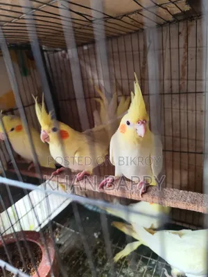 Lutinno Cockatiel