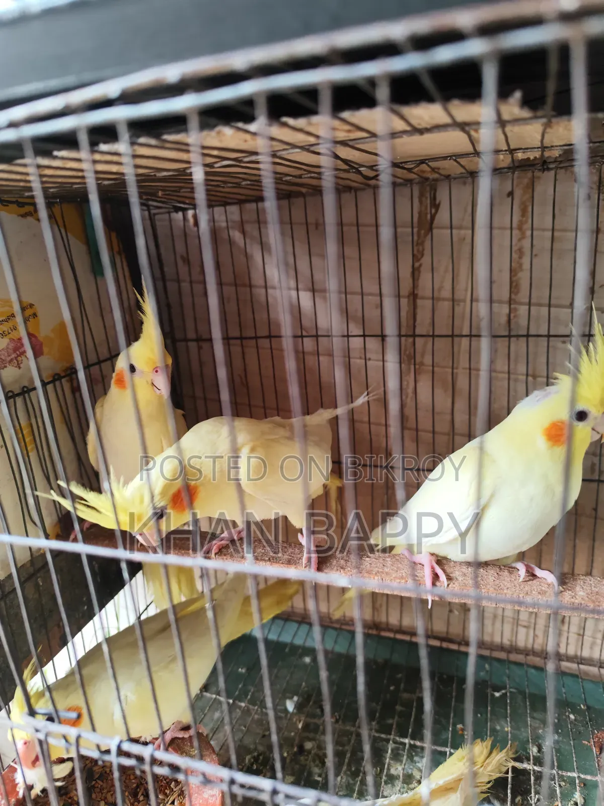 Lutinno Cockatiel