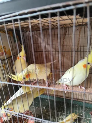 Lutinno Cockatiel