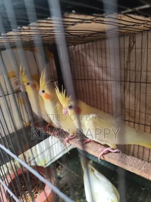 Lutinno Cockatiel