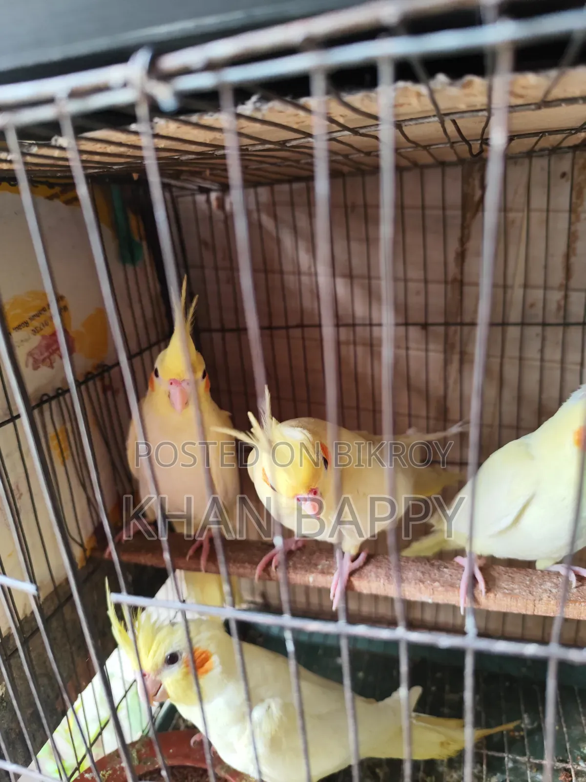 Lutinno Cockatiel