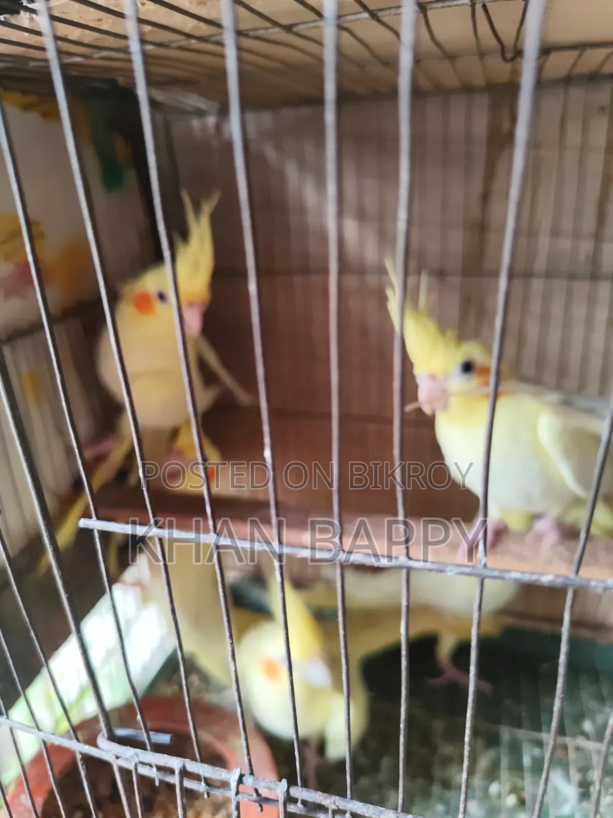 Lutinno Cockatiel