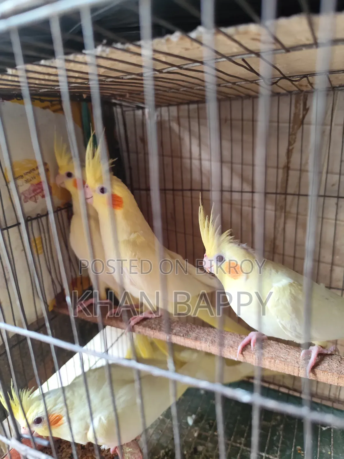 Lutinno Cockatiel