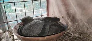 Pigeon Squabs