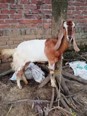 Beautiful Goat for Sale
