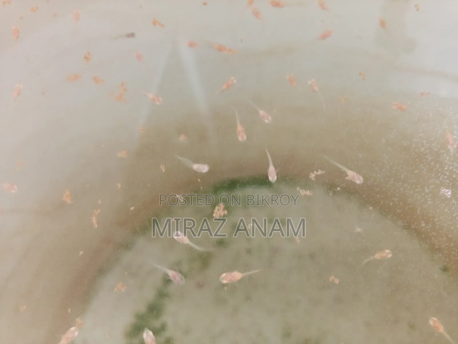 রেড মস্কো গাপ্পি