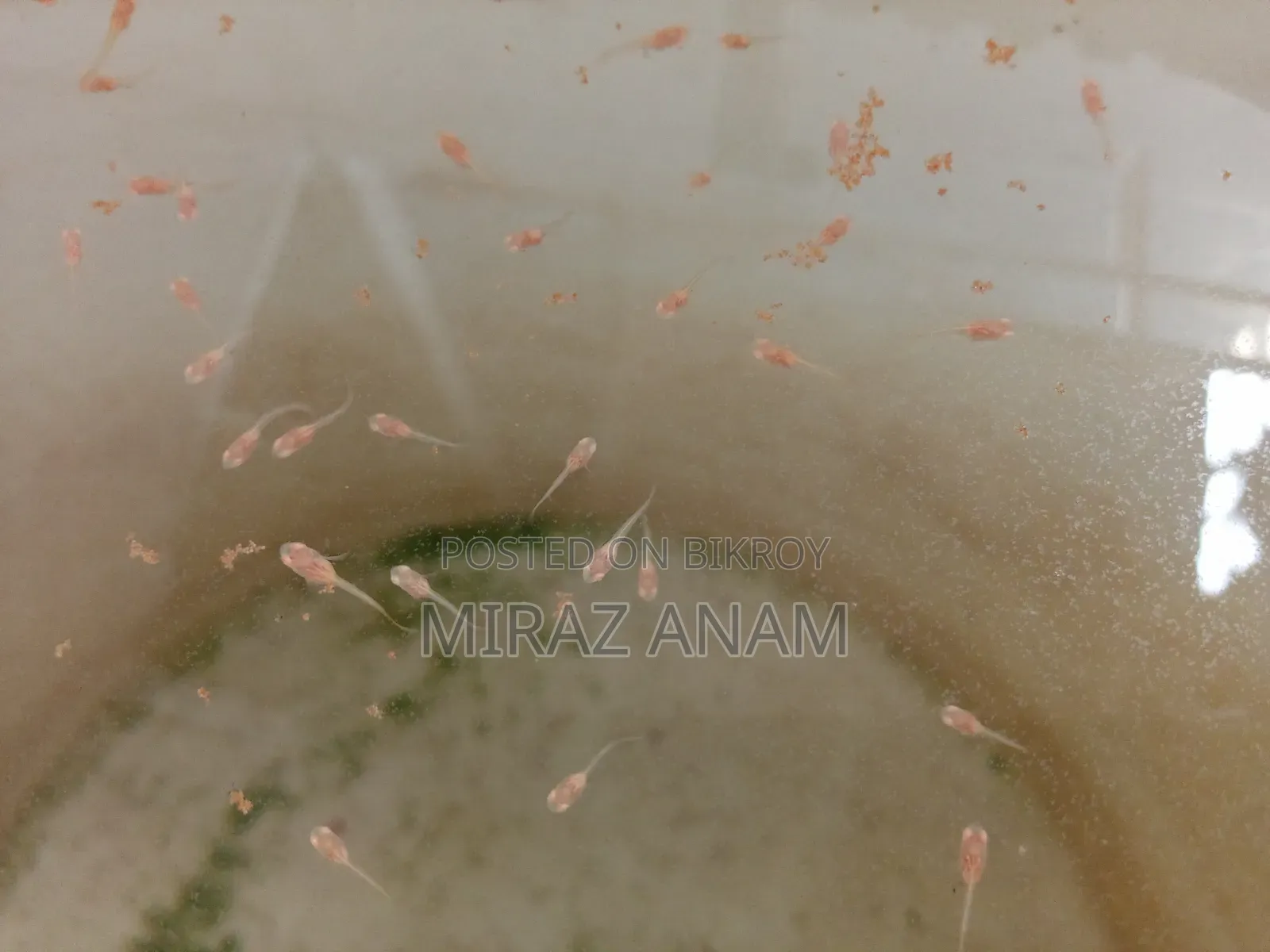 রেড মস্কো গাপ্পি