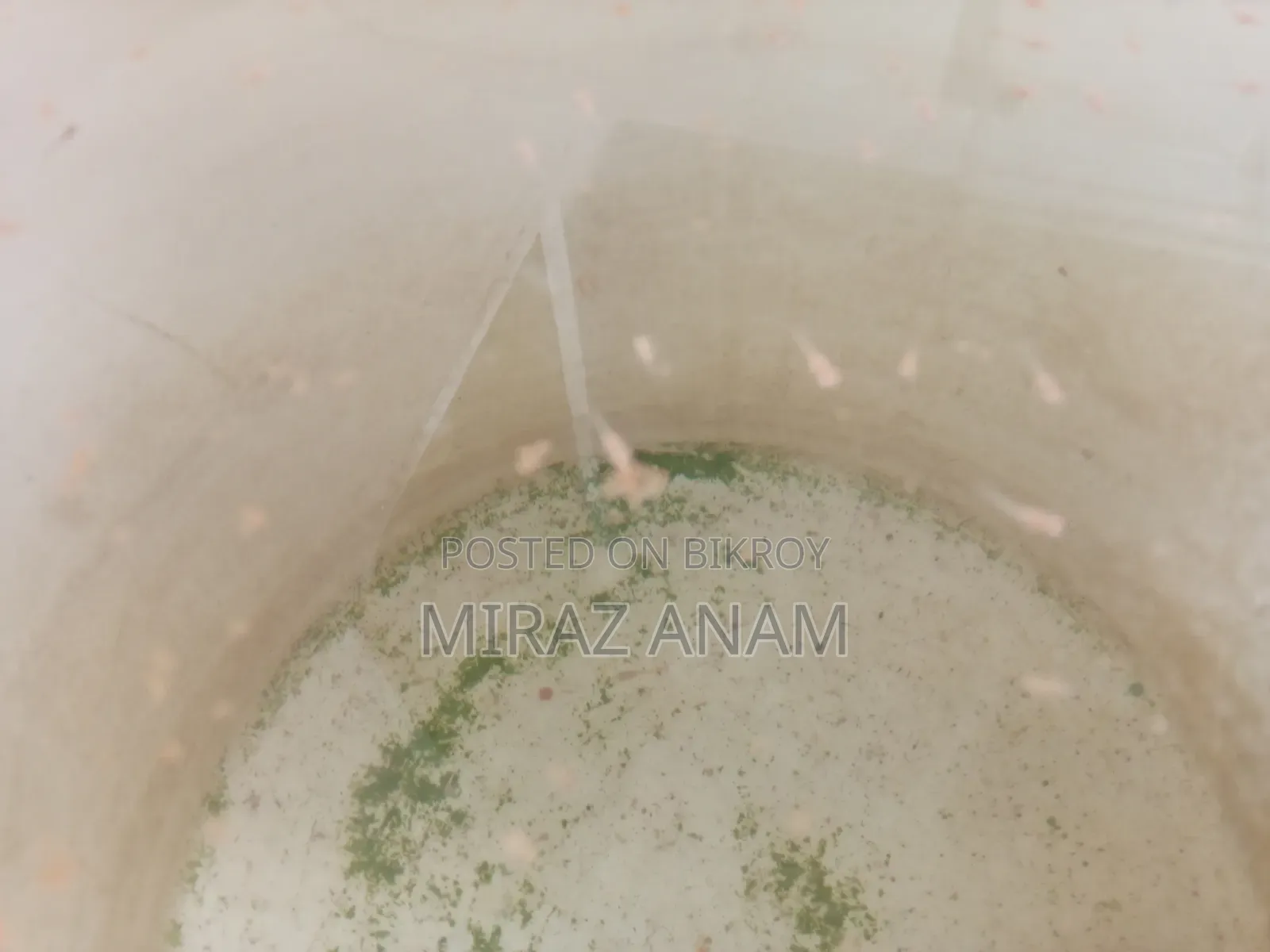 রেড মস্কো গাপ্পি