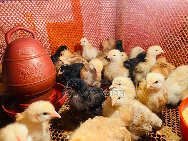Tiger Chicken Chicks for Sale