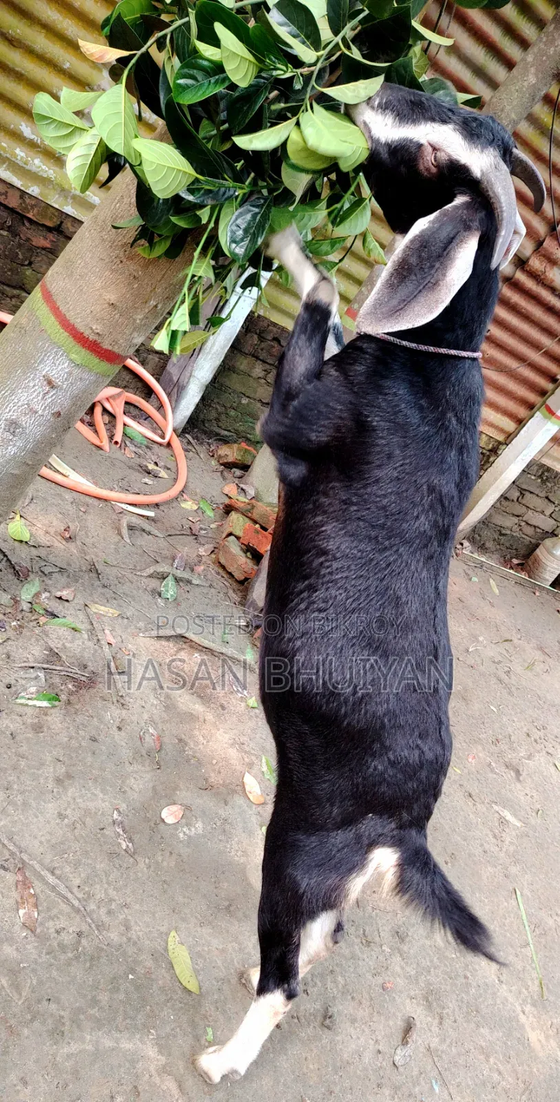 2 Piece Goat