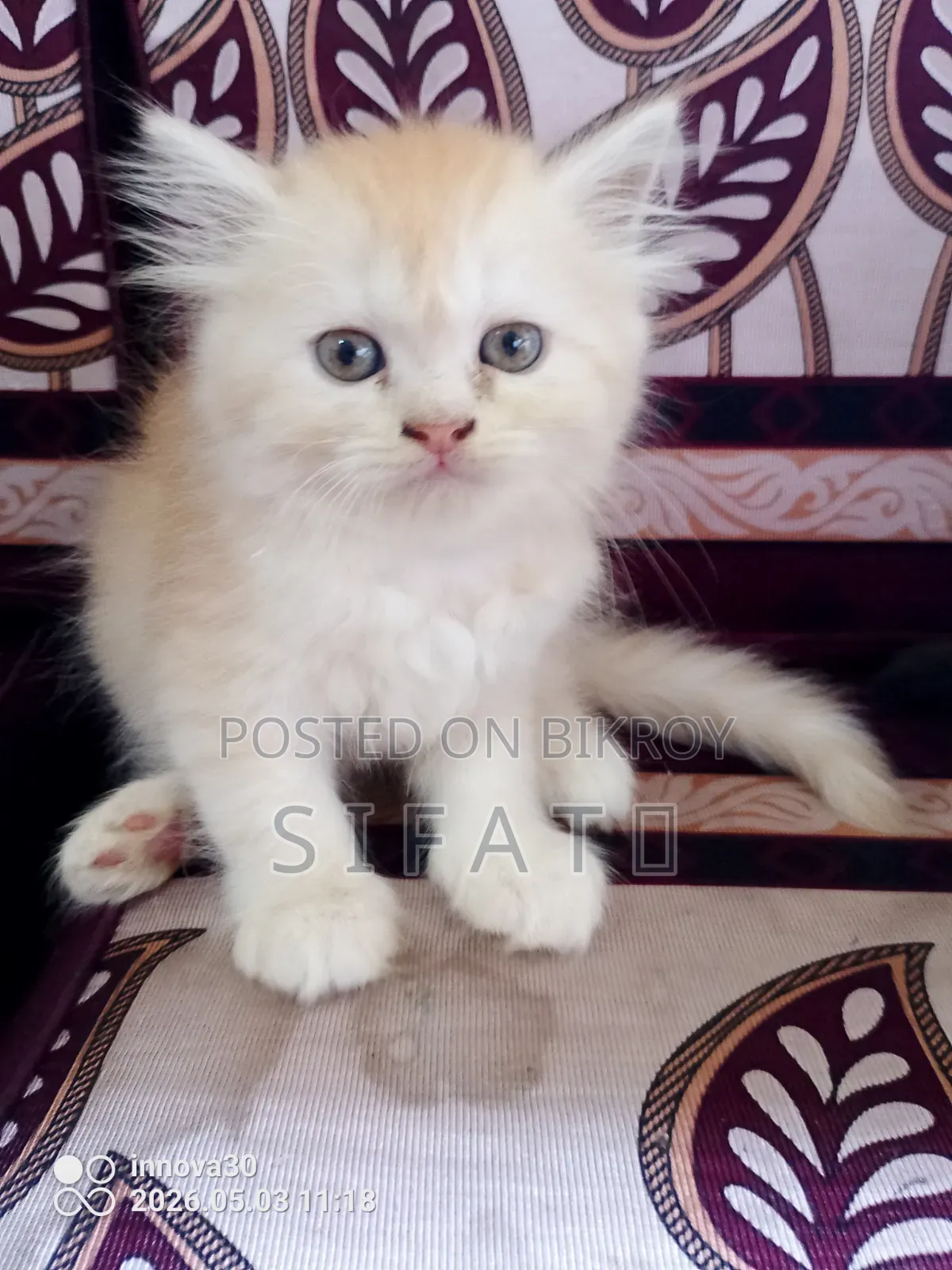 1-3 Months Female Purebred Persian Kitten