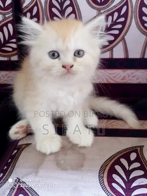 1-3 Months Female Purebred Persian Kitten