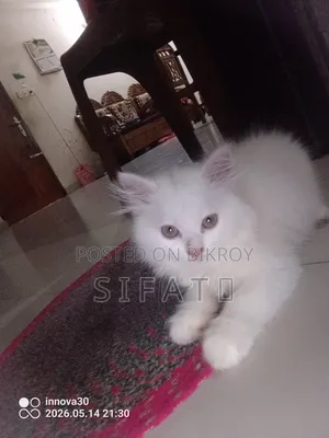 1-3 Months Female Purebred Persian Kitten