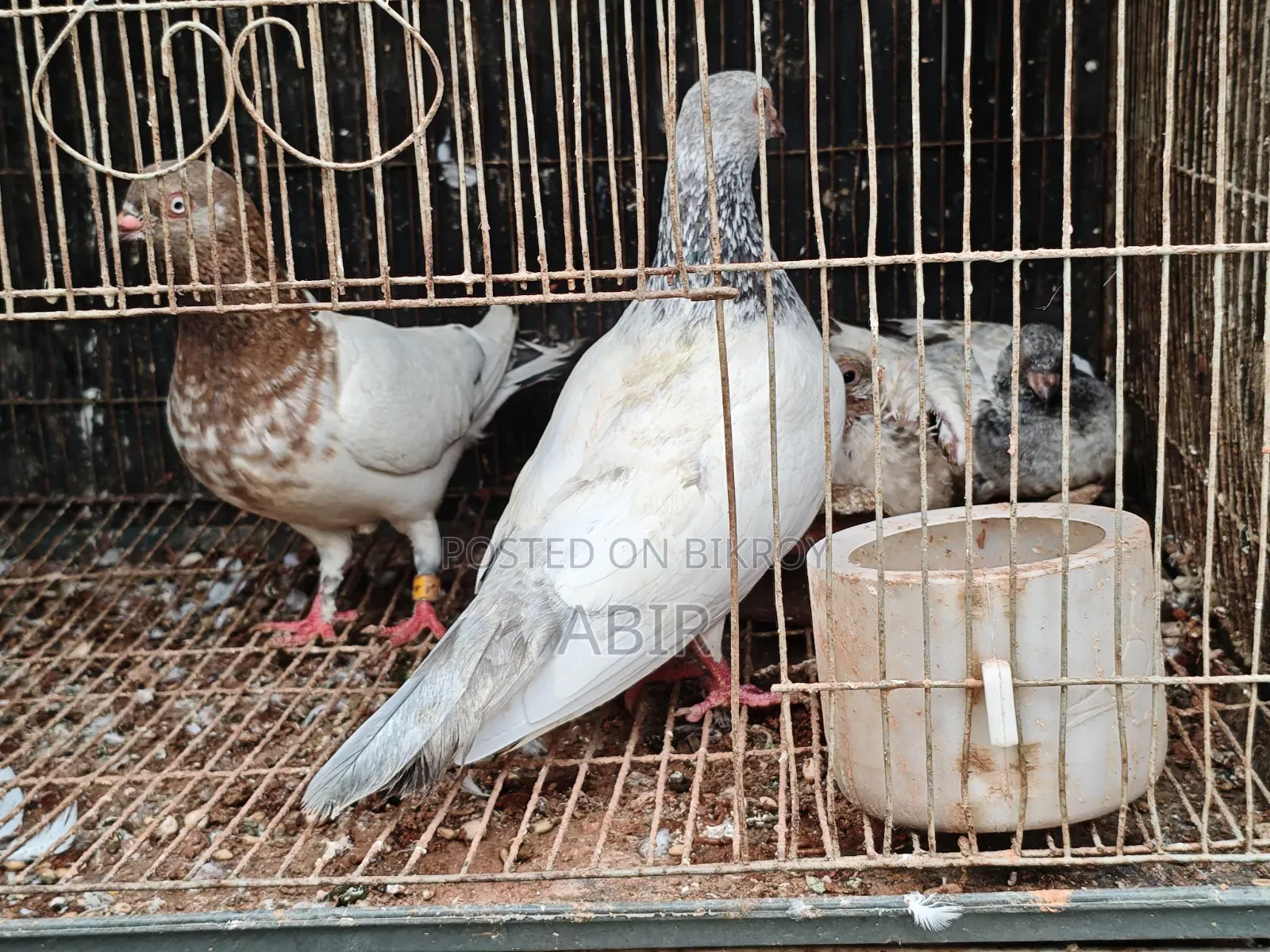 Pair of Pigeons