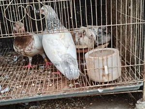 Pair of Pigeons