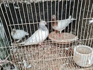 Pair of Pigeons