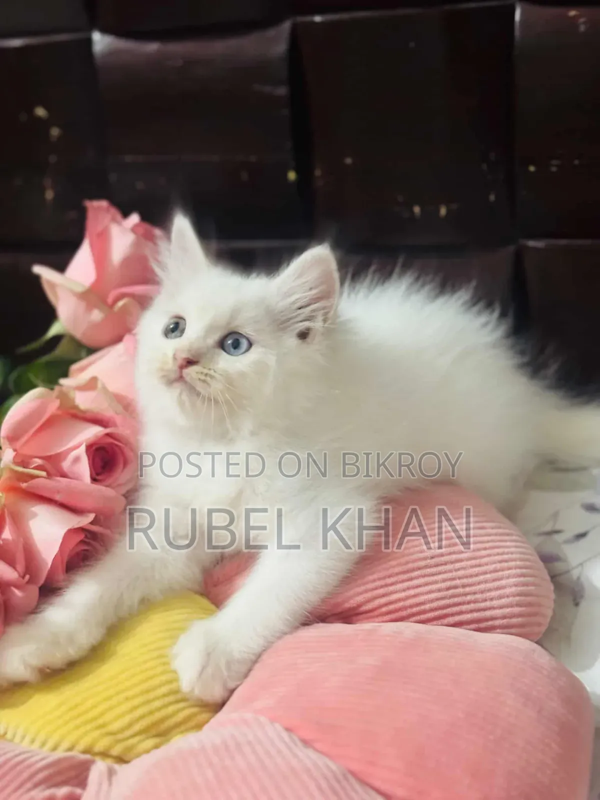 1-3 Months Female Purebred Persian