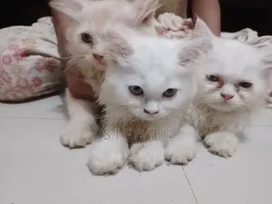 1-3 Months Female Purebred Persian Kitten