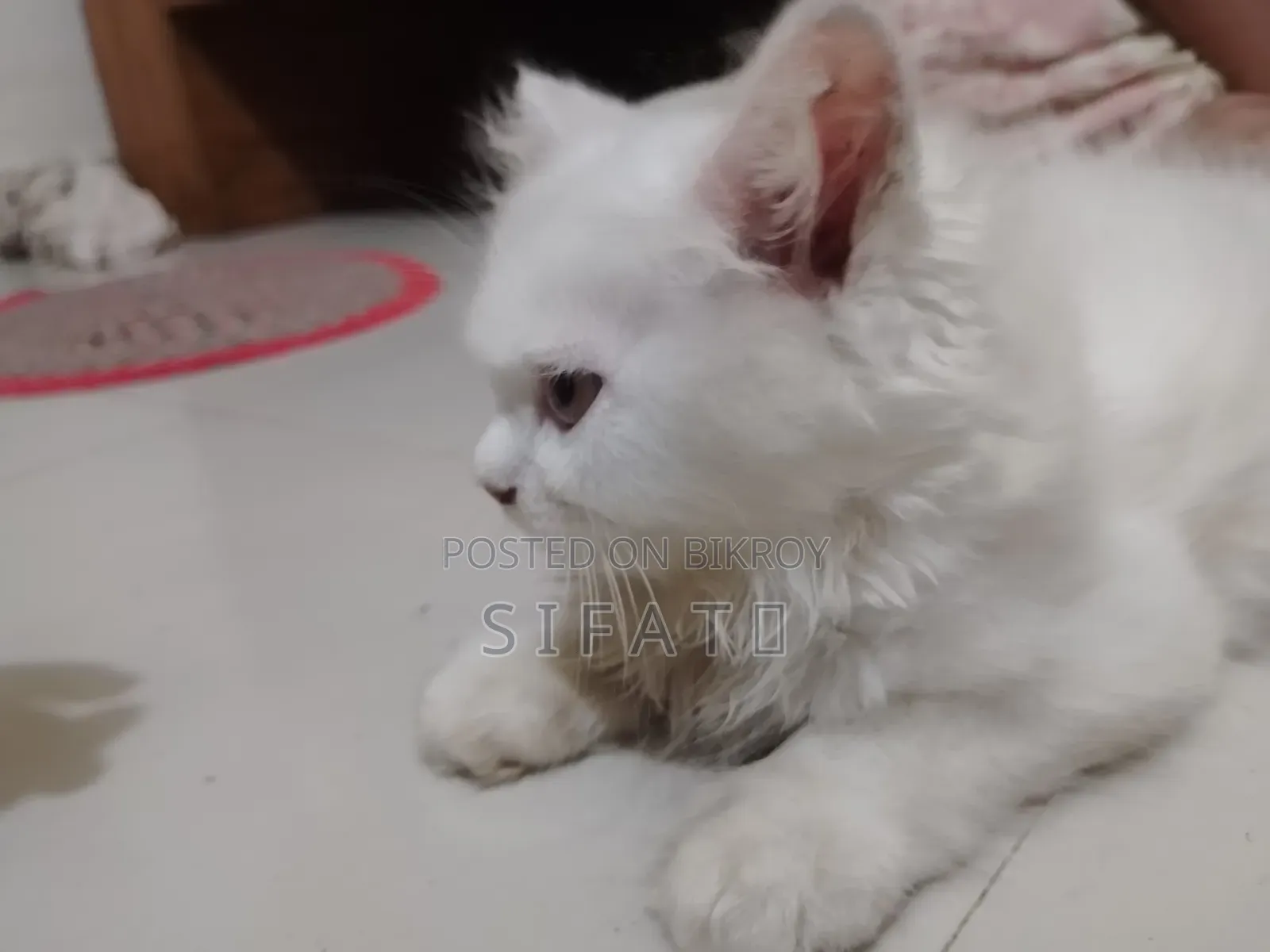 1-3 Months Female Purebred Persian Kitten