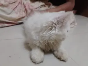 1-3 Months Female Purebred Persian Kitten