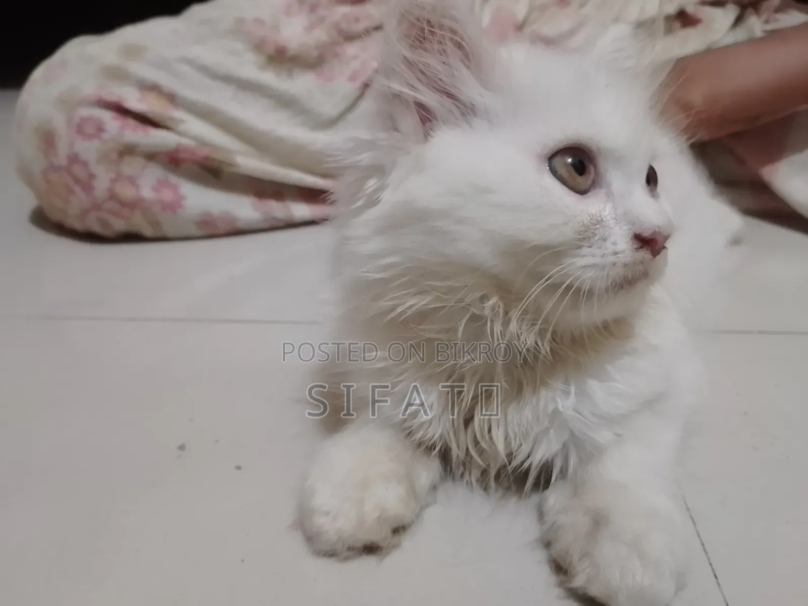 1-3 Months Female Purebred Persian Kitten