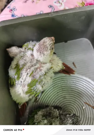 Conure Baby