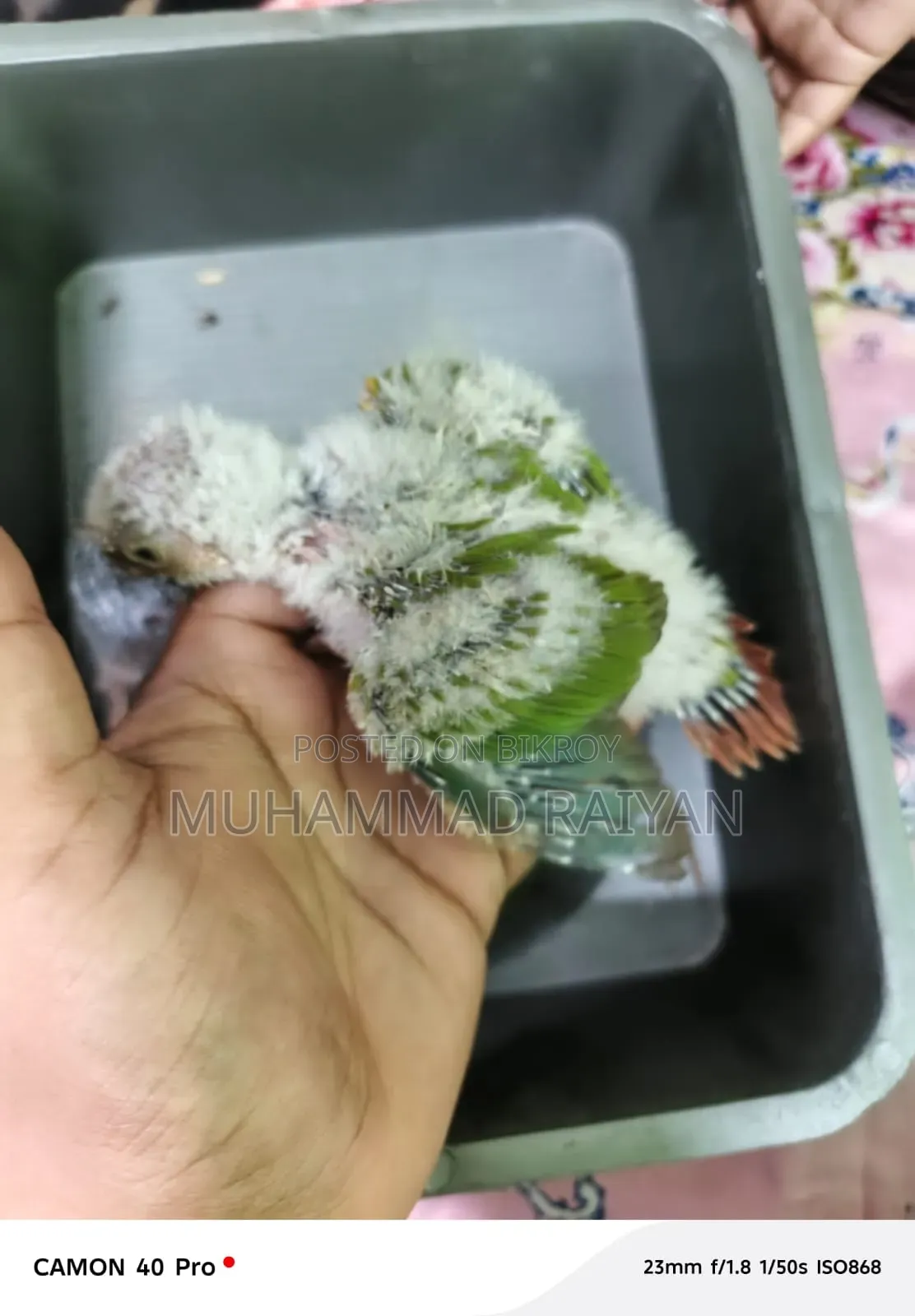 Conure Baby
