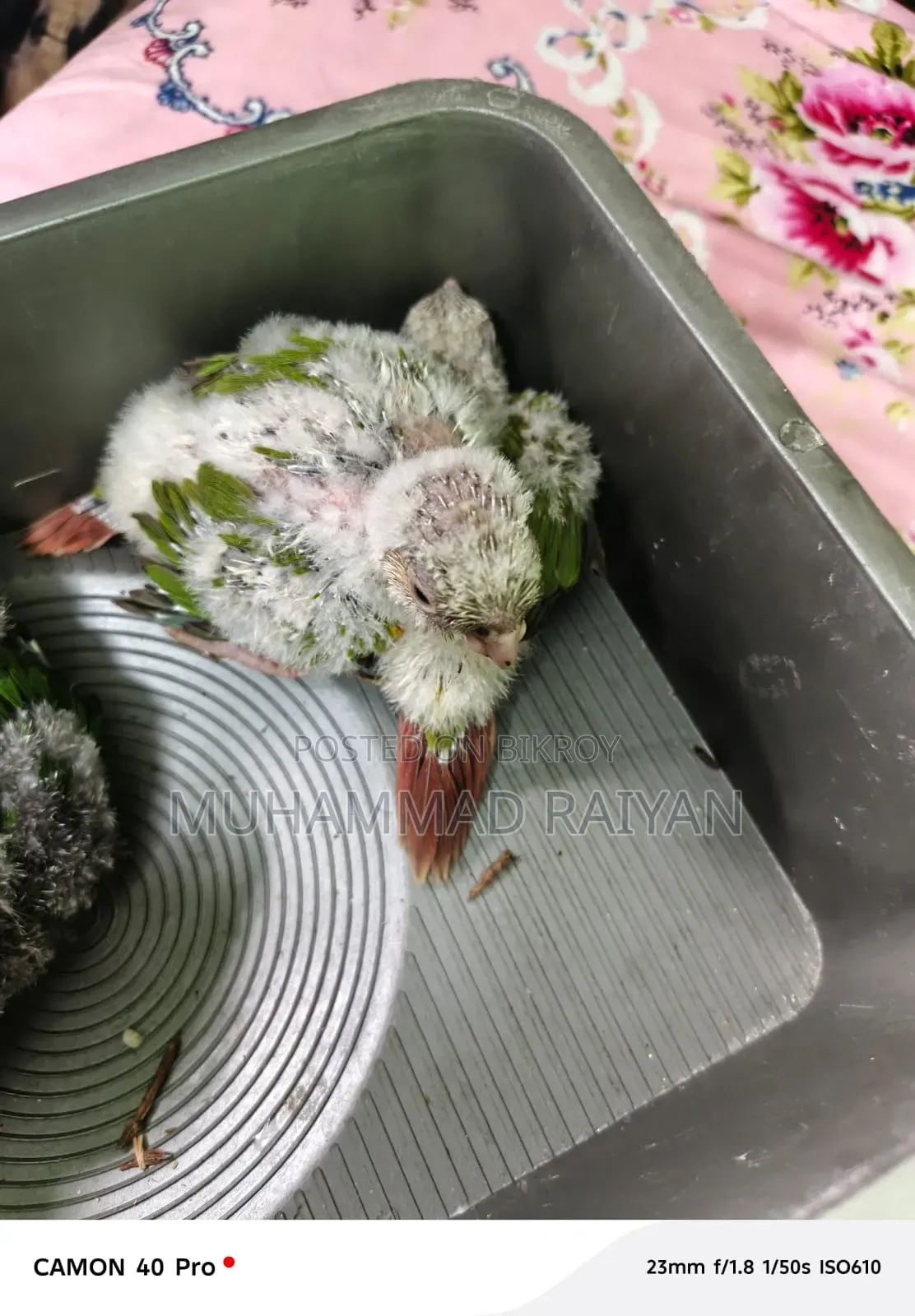 Conure Baby