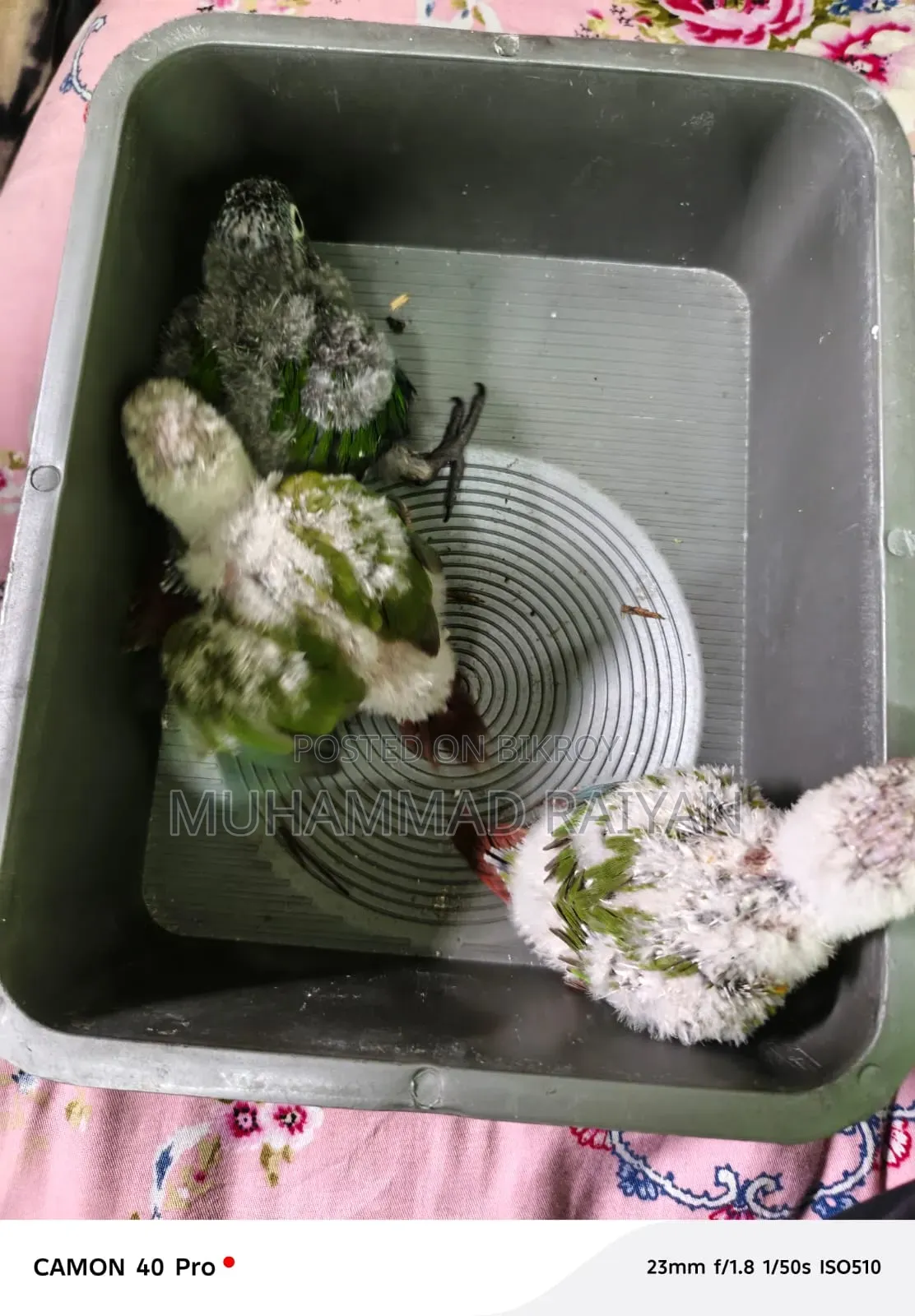 Conure Baby