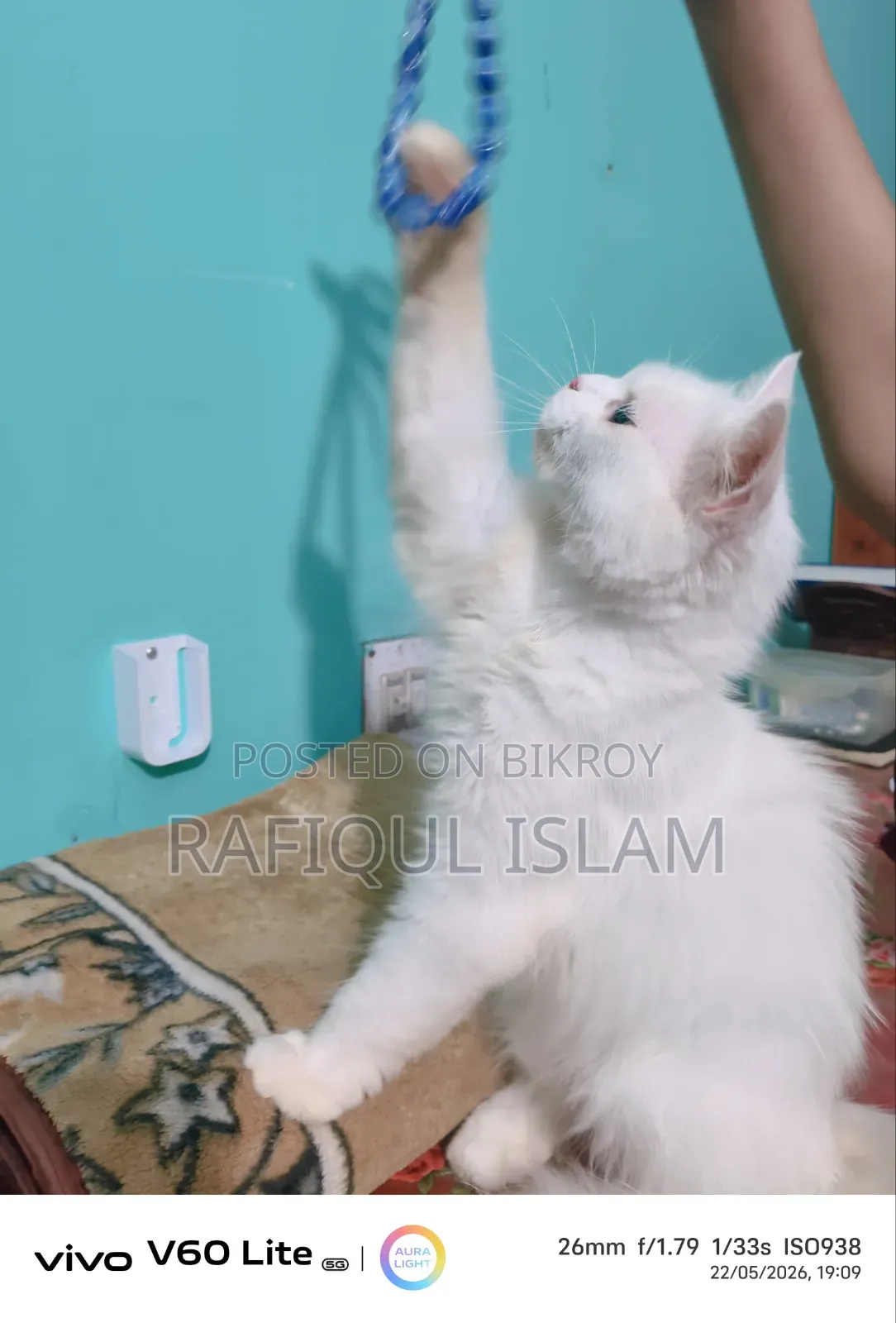 6-12 Months Female Purebred Persian