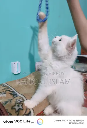 6-12 Months Female Purebred Persian