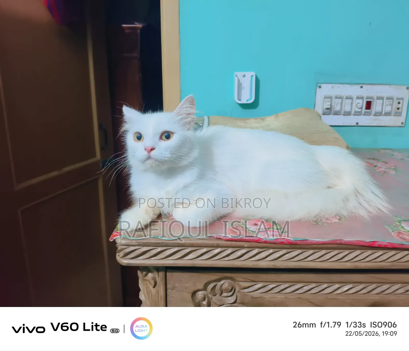 6-12 Months Female Purebred Persian