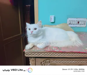 6-12 Months Female Purebred Persian