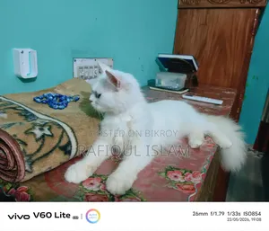 6-12 Months Female Purebred Persian